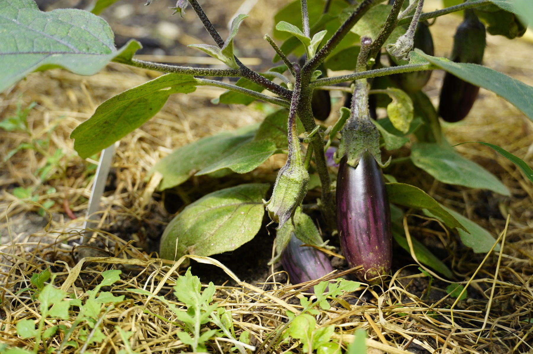 sb34_mt_aubergine.jpg © Dürnberger sb34_mt_aubergine.jpg © Dürnberger
