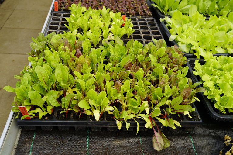 sb34_mt_salat.jpg © Dürnberger sb34_mt_salat.jpg © Dürnberger