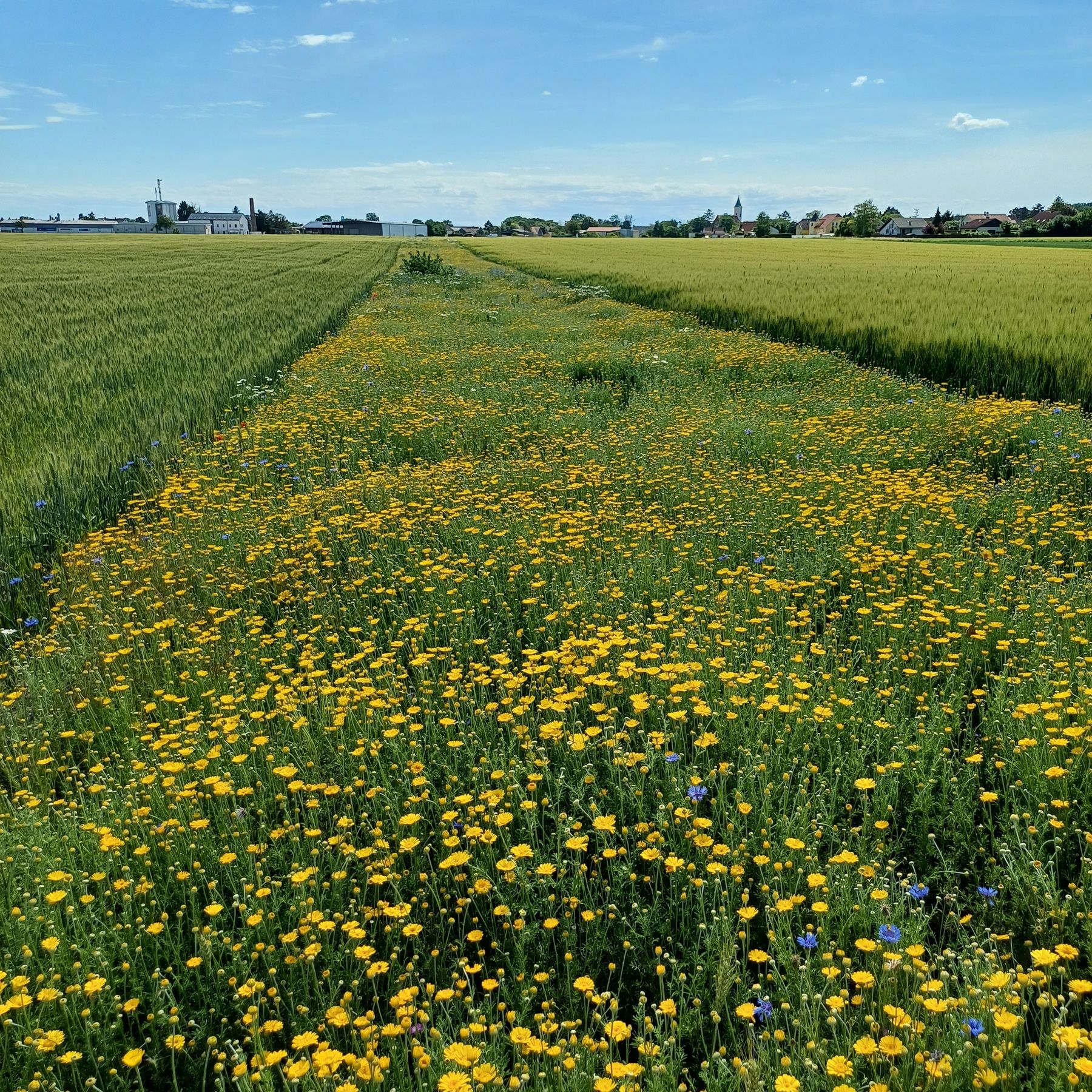 Biodiversitätsfläche Acker © LKÖ/Thomas Weber Biodiversitätsfläche Acker © LKÖ/Thomas Weber
