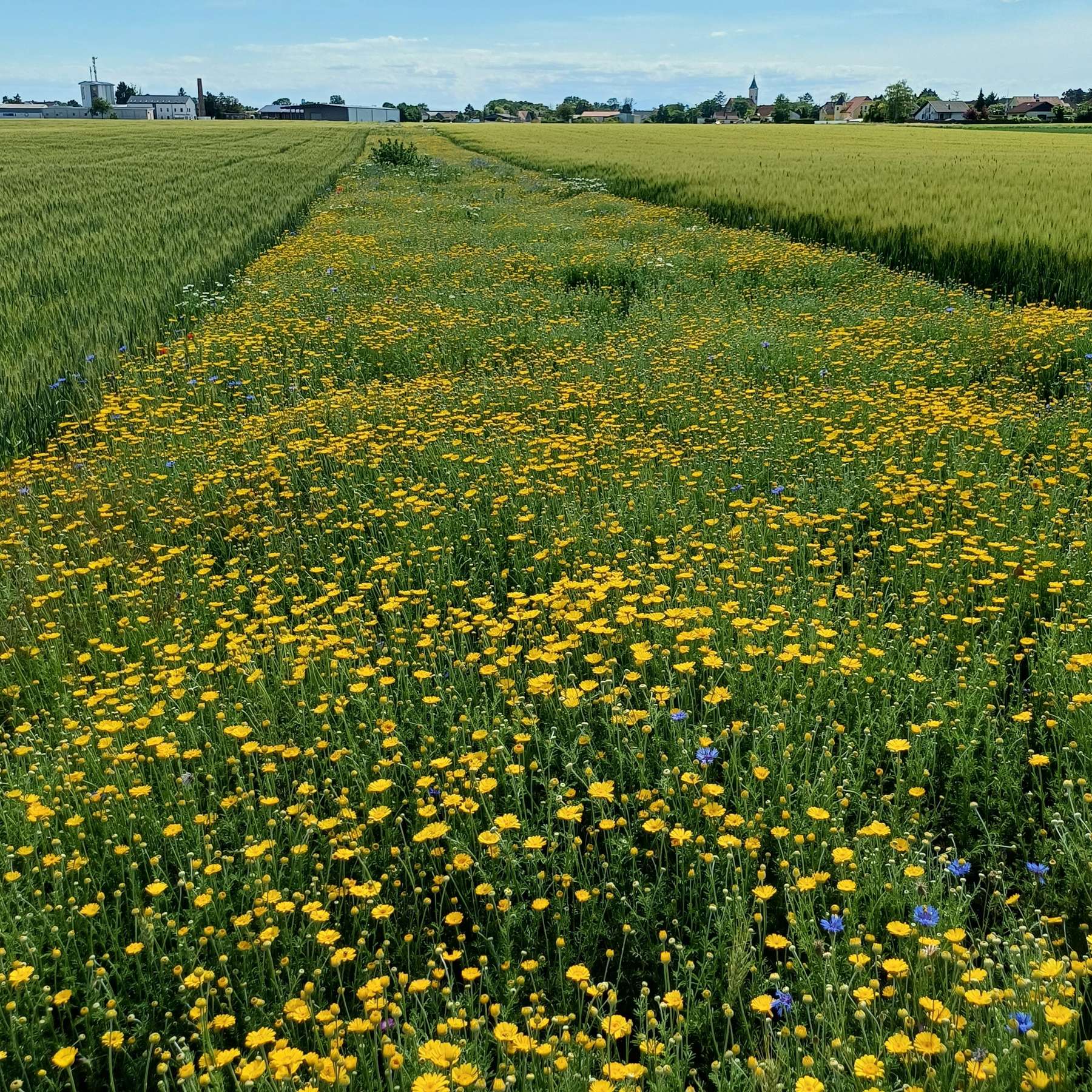 Biodiversitätsfläche Acker