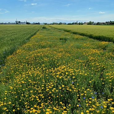 Biodiversitätsfläche Acker