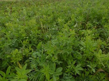 Zwischenfruchtanbau Beantragung.jpg © Petritz Zwischenfruchtanbau Beantragung.jpg © Petritz