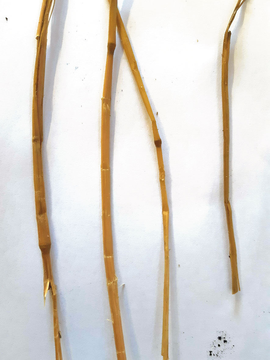 Das richtige   Rezept  fürs Futtermischen.jpg © Lindner Das richtige   Rezept  fürs Futtermischen.jpg © Lindner