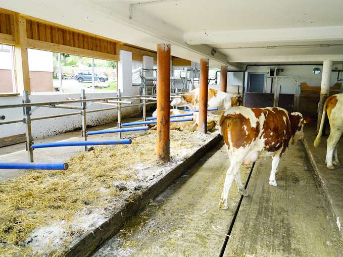 Den Bauernhof mit allen Sinnen erleben: Maurachgut in Bad Hofgastein.jpg © Kronreif Den Bauernhof mit allen Sinnen erleben: Maurachgut in Bad Hofgastein.jpg © Kronreif