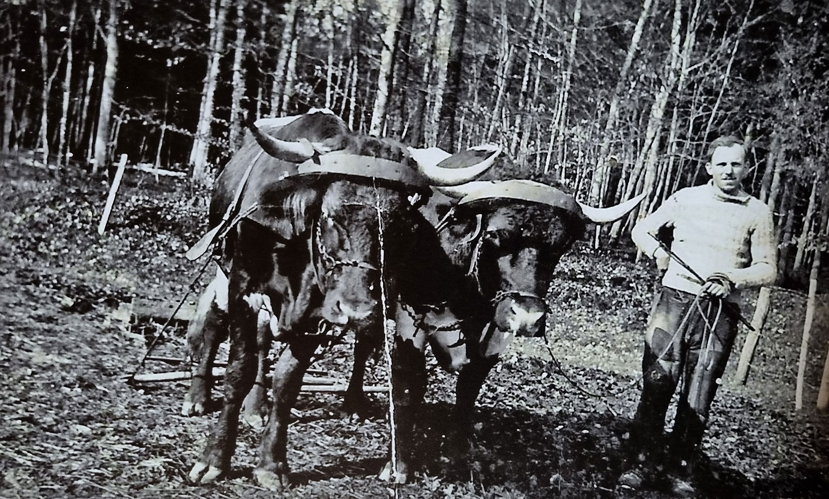 Pinzgauer Oches mit Egge.jpg © Archiv Pinzgauer Oches mit Egge.jpg © Archiv