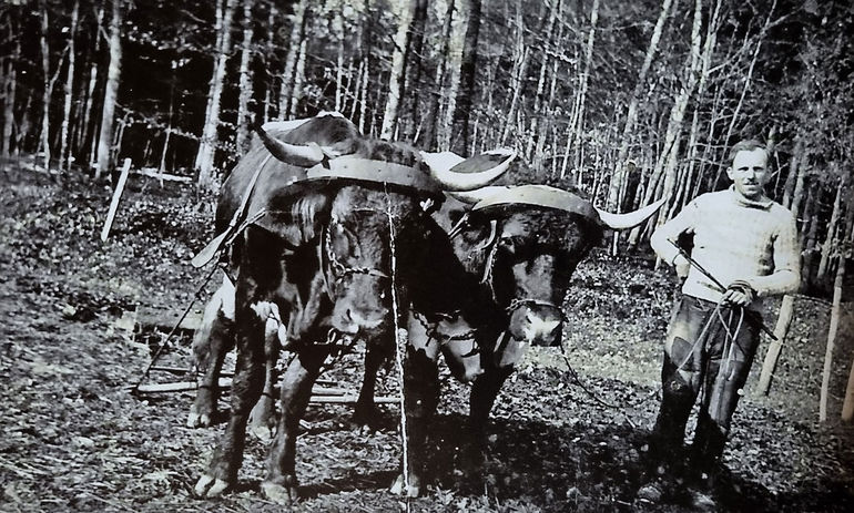 Pinzgauer Oches mit Egge.jpg © Archiv Pinzgauer Oches mit Egge.jpg © Archiv