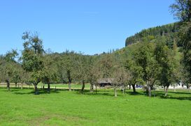 Wiese, 'Weide 23.9.2017 Foto A Kleewein 064.jpg