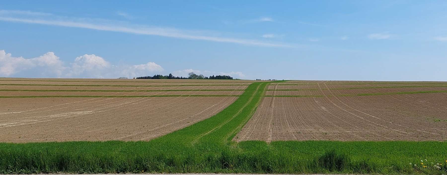 Querstreifeneinsaat Begrünter Abflussweg 2 tw.jpg