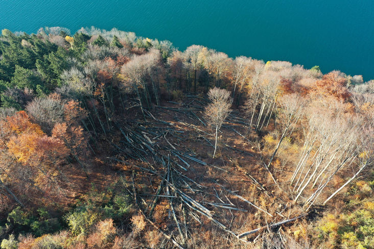 Land OÖ Langer-Weninger Schutzwald b.jpg