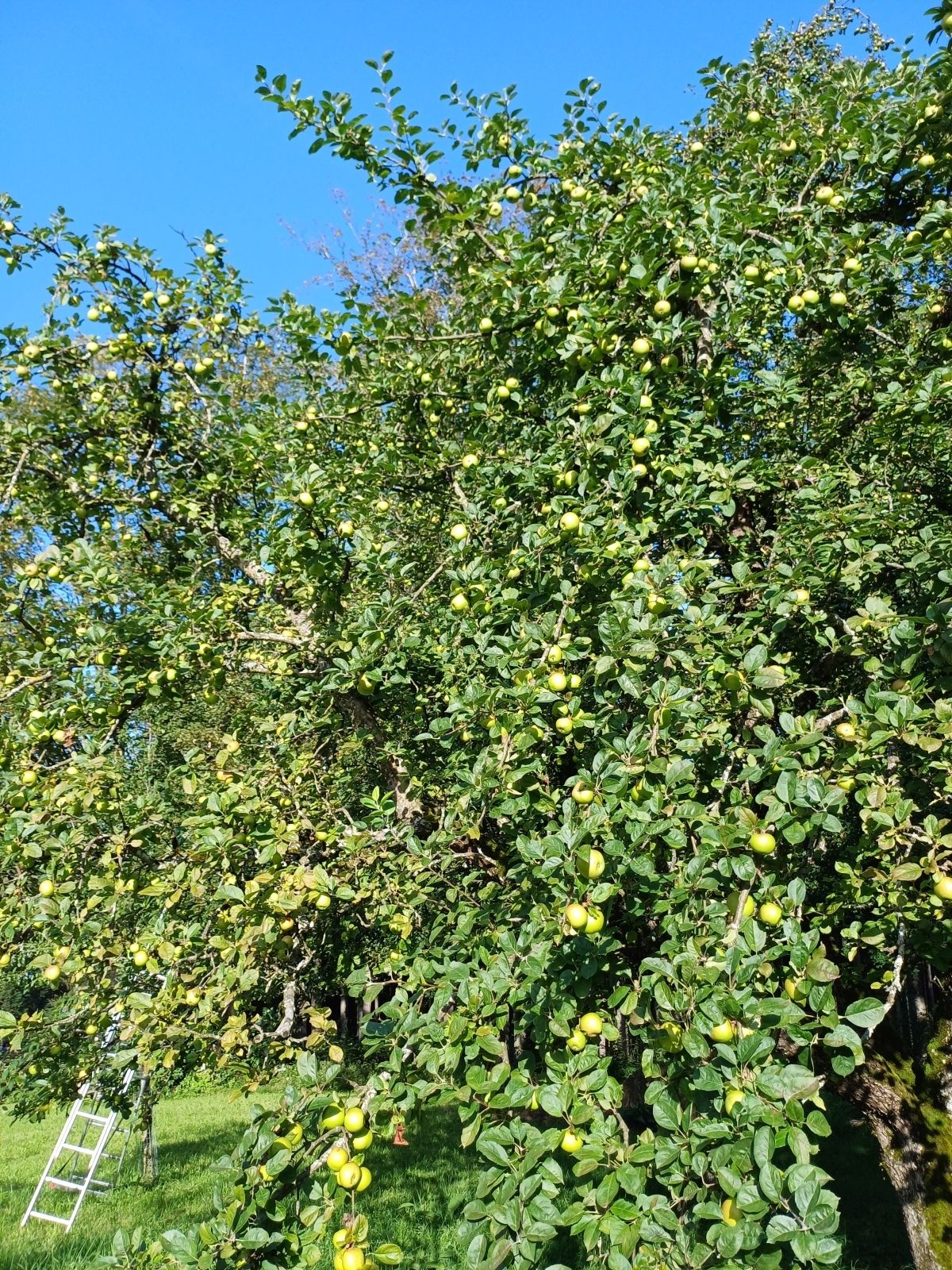 Gartentipp Die richtige Pflückreife Apfelbaum 2024 LK OÖ Strebl.jpg