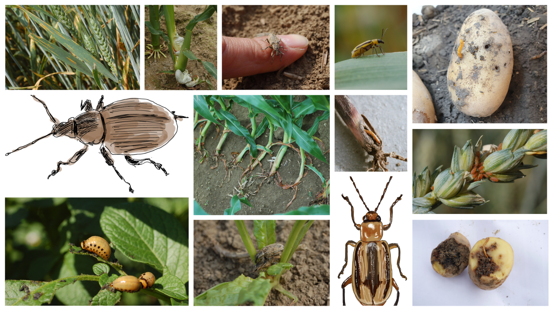 Pflanzenkrankheiten und Schädlinge.png © Harald Schally und Eva Kail/LK Niederösterreich Pflanzenkrankheiten und Schädlinge.png © Harald Schally und Eva Kail/LK Niederösterreich