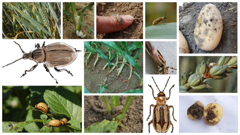 Pflanzenkrankheiten und Schädlinge.png © Harald Schally und Eva Kail/LK Niederösterreich Pflanzenkrankheiten und Schädlinge.png © Harald Schally und Eva Kail/LK Niederösterreich