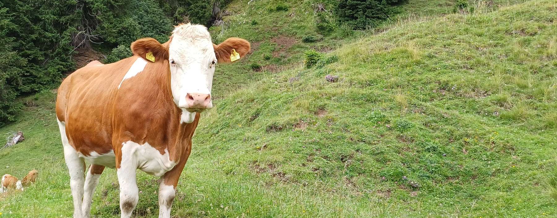 Rind auf Alm.jpg © Thomas Weber/LKÖ Rind auf Alm.jpg © Thomas Weber/LKÖ