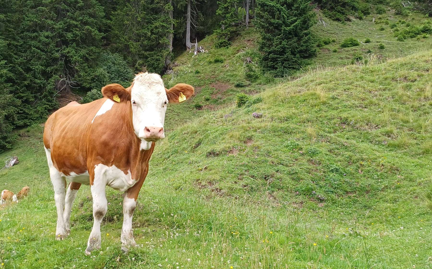 Rind auf Alm.jpg