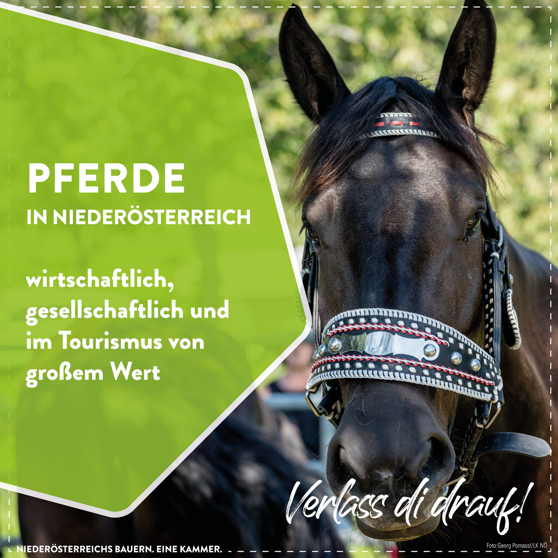 © LK Niederösterreich © LK Niederösterreich