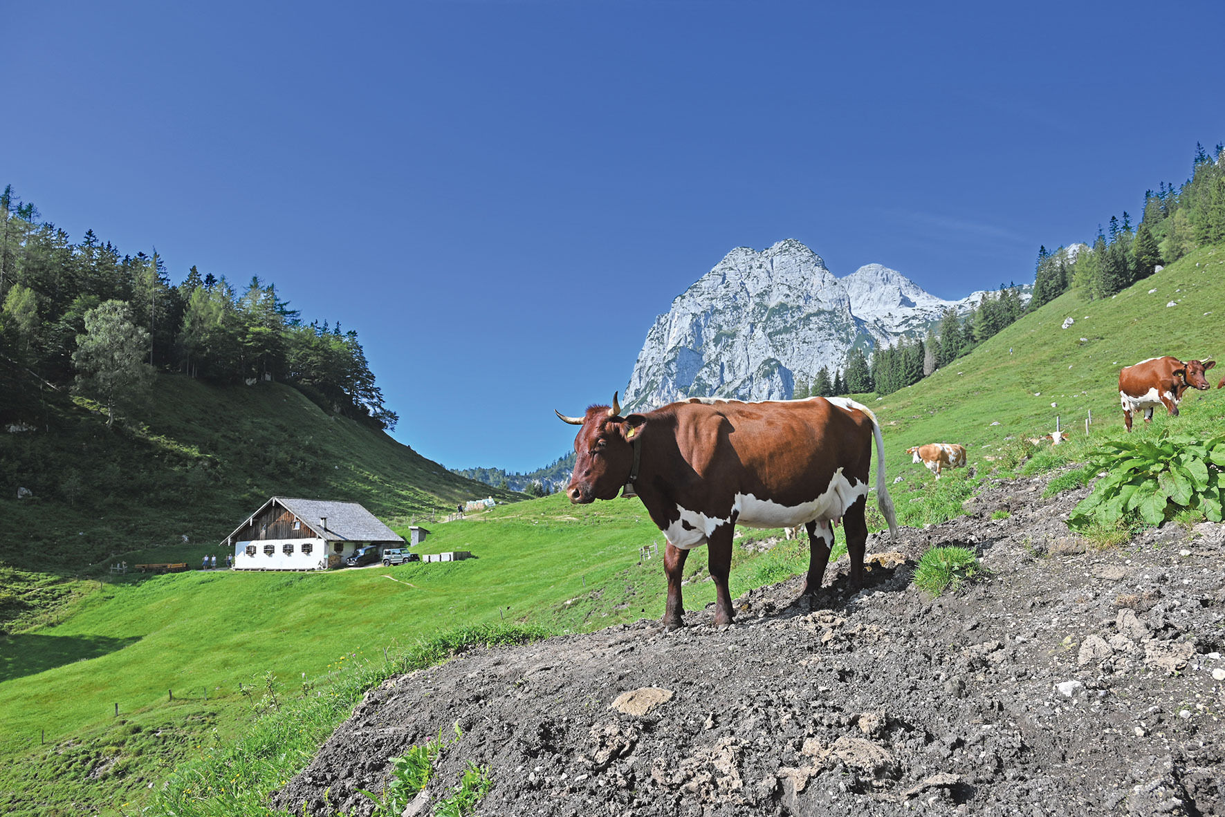 Bayerische Almschönheit mit   Weitblick.jpg © Christine Mooslechner Bayerische Almschönheit mit   Weitblick.jpg © Christine Mooslechner