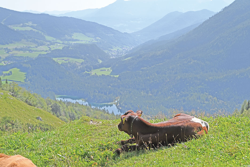 Bayerische Almschönheit mit   Weitblick.jpg © Christine Mooslechner Bayerische Almschönheit mit   Weitblick.jpg © Christine Mooslechner