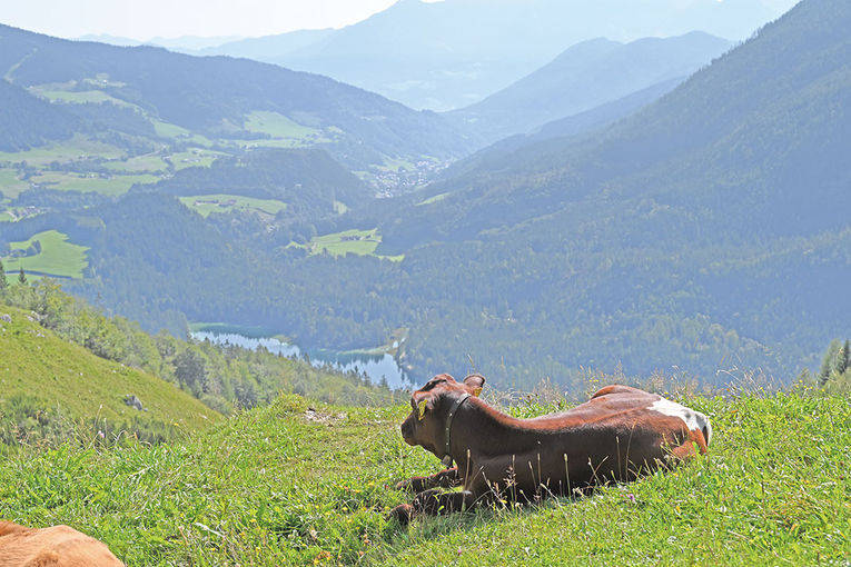 Bayerische Almschönheit mit   Weitblick.jpg © Christine Mooslechner Bayerische Almschönheit mit   Weitblick.jpg © Christine Mooslechner