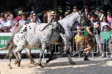 Guter Auftakt beim Rösslmarkt in Mauterndorf.jpg © Lanschützer