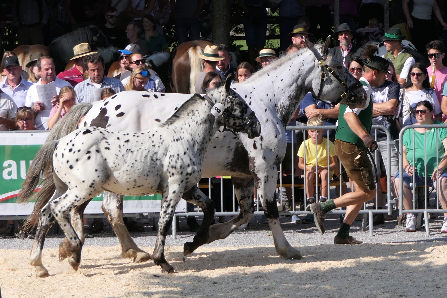 Guter Auftakt beim Rösslmarkt in Mauterndorf.jpg © Lanschützer Guter Auftakt beim Rösslmarkt in Mauterndorf.jpg © Lanschützer