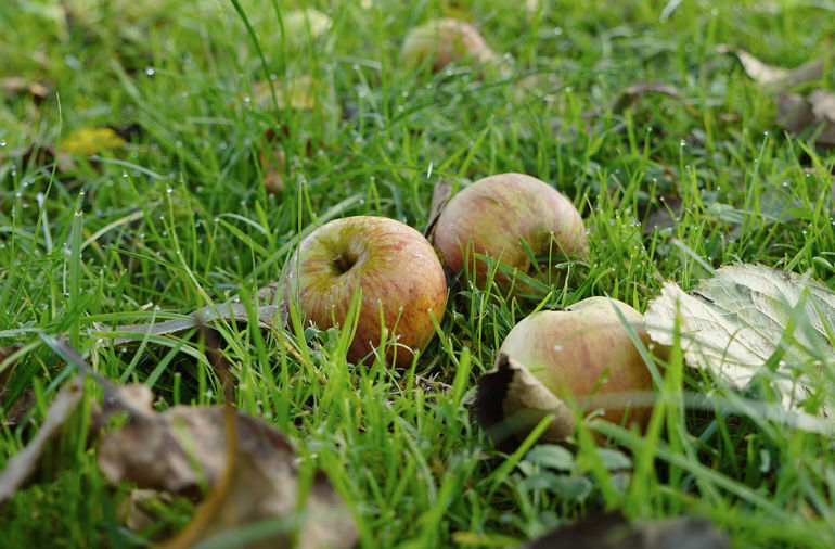 Die Obstpress-Saison ist angelaufen.jpg