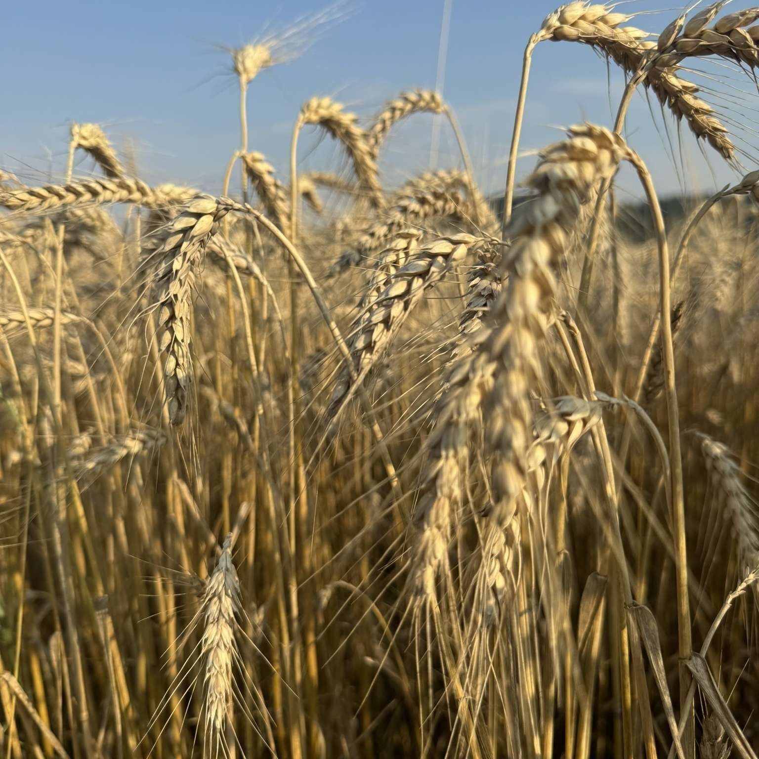 3_Weizen am 9. Juli 2024 kurz vor der Ernte.jpg © BWSB/Gerstl 3_Weizen am 9. Juli 2024 kurz vor der Ernte.jpg © BWSB/Gerstl