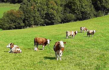 Bio Weidetaugliche_Kühe.jpg © Nadja Schuster