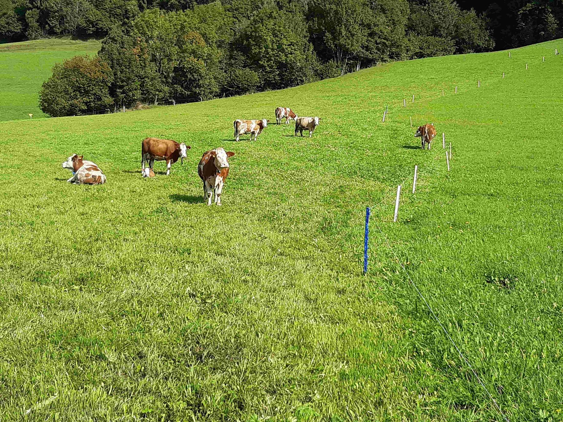 Bio Weidetaugliche_Kühe.jpg © Nadja Schuster Bio Weidetaugliche_Kühe.jpg © Nadja Schuster