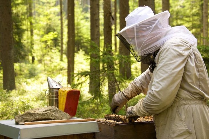 Rund 8.600 Imkerinnen und Imker bewirtschaften in Oberösterreich rund 80.000 Bienenvölker.jpg