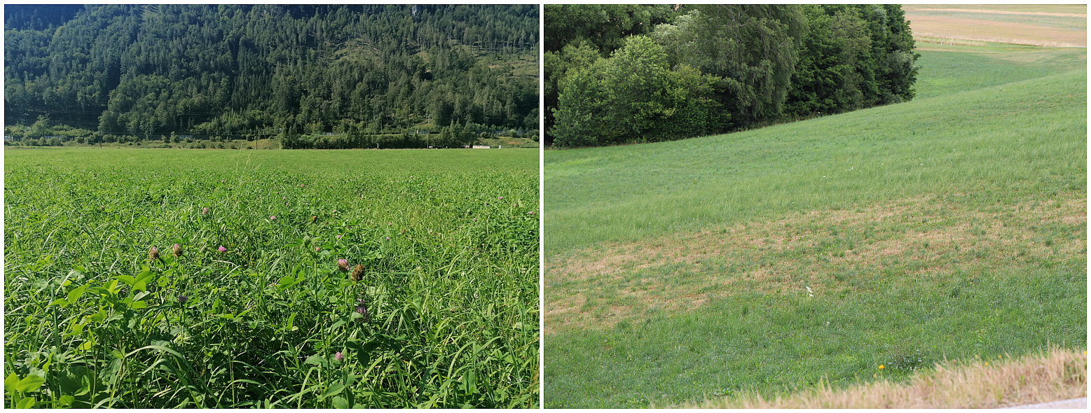 einerseits üppiges Grün – andernorts Trockenheit und lückige Wiesen.png