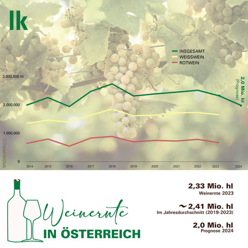 Weinernte 2024 Menge.jpg