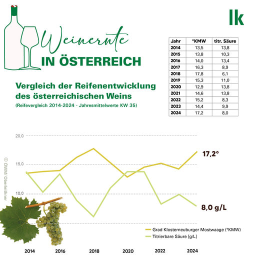 Weinernte 2024 Reifeentwicklung.jpg