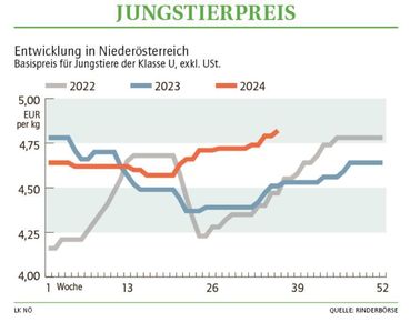 Grafik Stierpreis 36_2024.jpg © LK NÖ