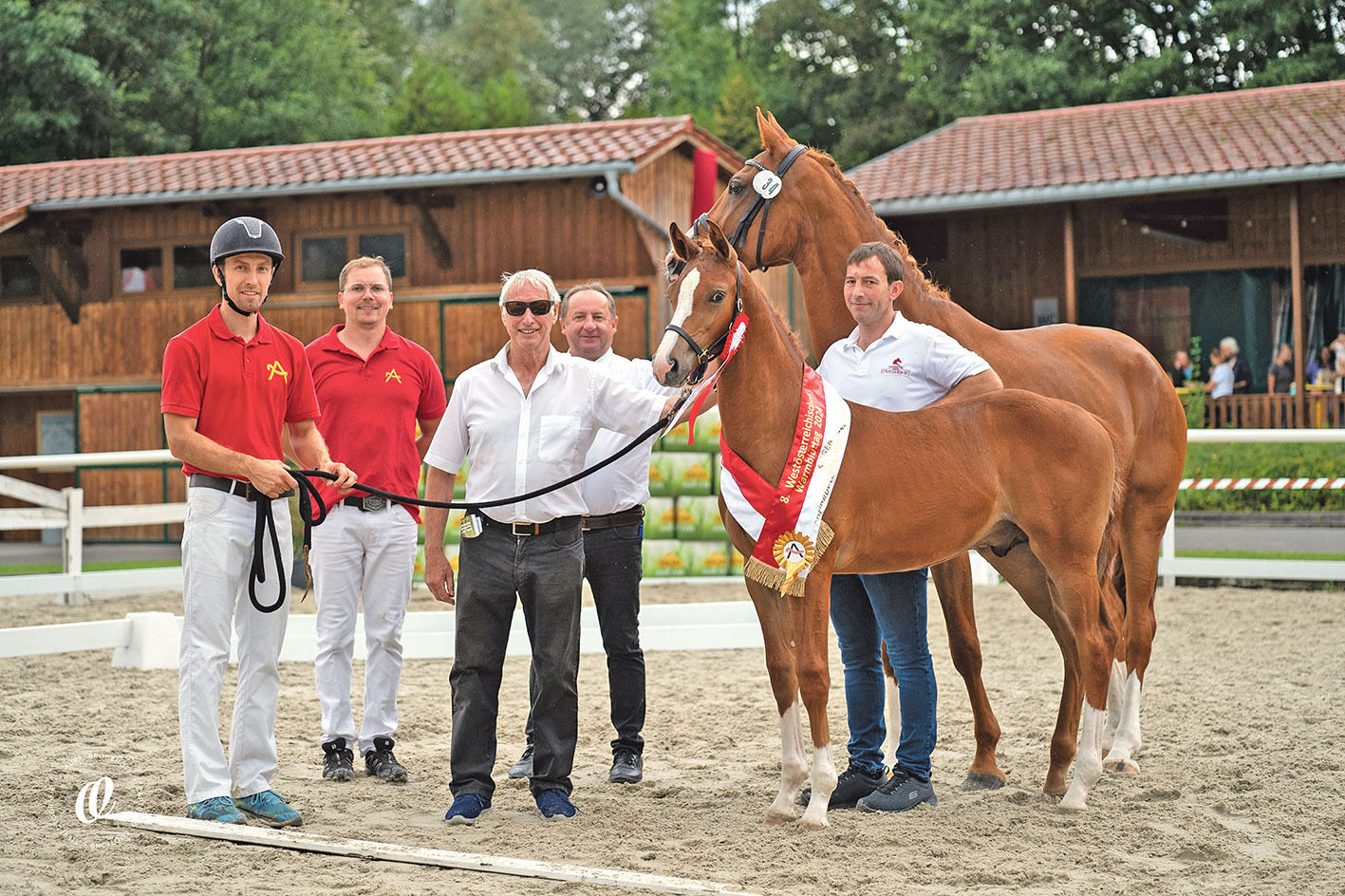 Qualitätsvolle Pferde bei den Warmbluttagen.jpg