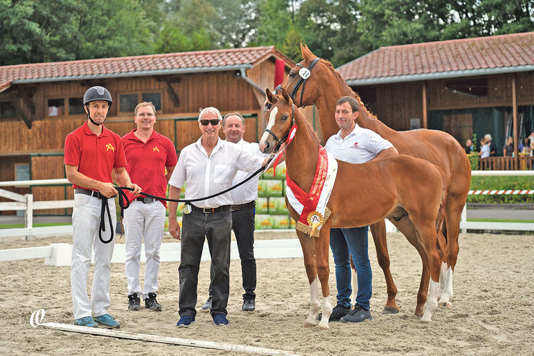 Qualitätsvolle Pferde bei den Warmbluttagen.jpg