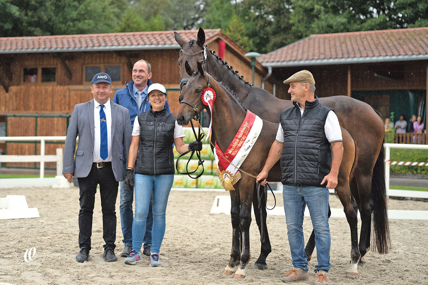 Qualitätsvolle Pferde bei den Warmbluttagen.jpg