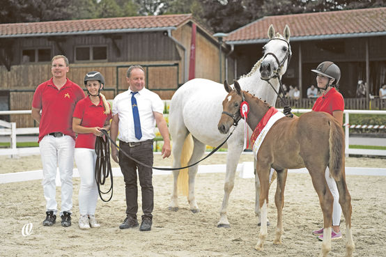 Qualitätsvolle Pferde bei den Warmbluttagen.jpg