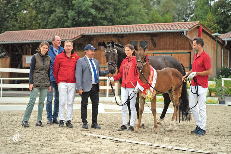 Qualitätsvolle Pferde bei den Warmbluttagen.jpg