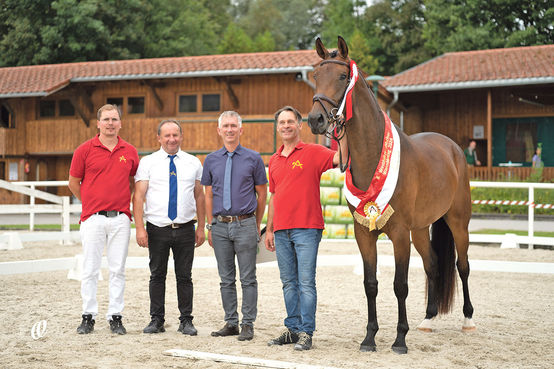 Qualitätsvolle Pferde bei den Warmbluttagen.jpg