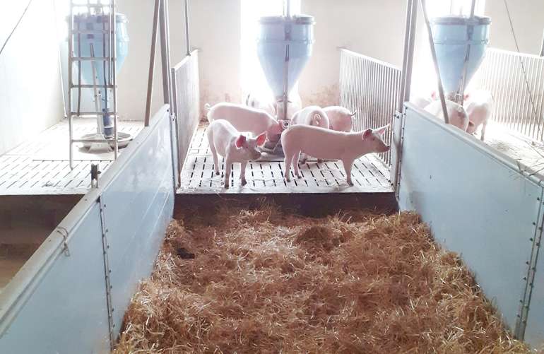 Bio Schweinestall_Köppl.jpg © LK OÖ/Doblmair Bio Schweinestall_Köppl.jpg © LK OÖ/Doblmair