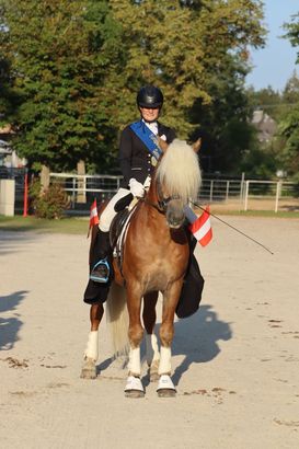 Haflinger Europachampionat 2024.jpg