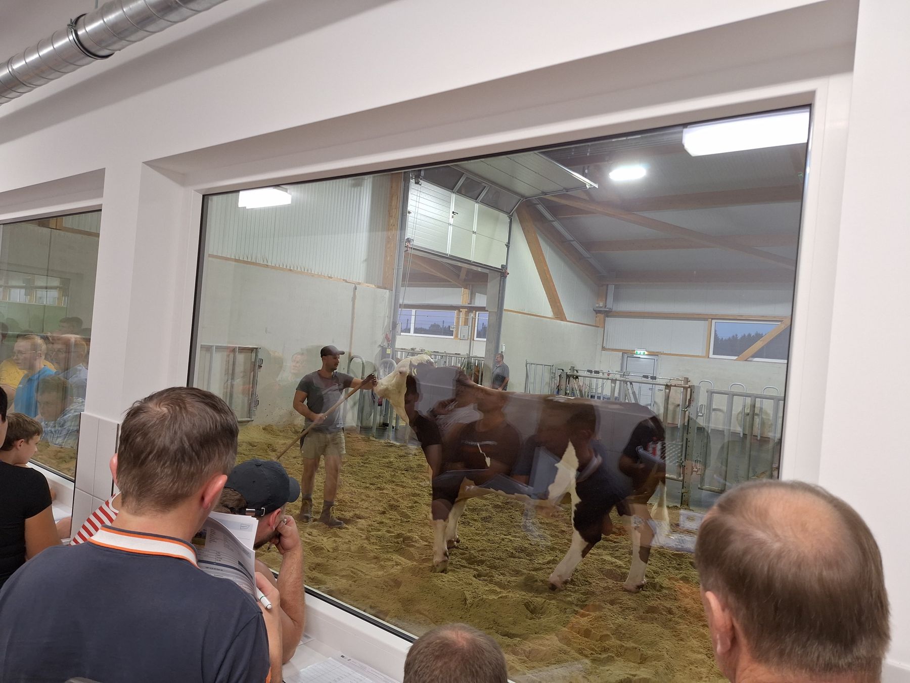 Stallabend_Stiervorführung.jpg © Stefanie Esseltzbichler Stallabend_Stiervorführung.jpg © Stefanie Esseltzbichler