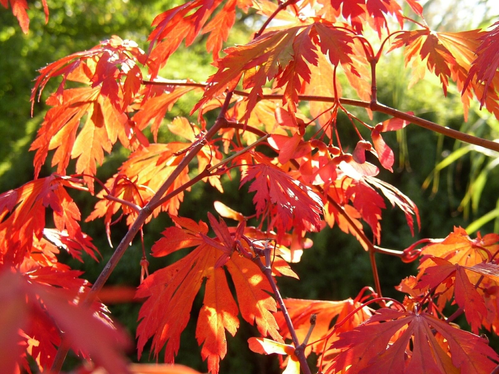 Gartentipp Herbstfärbung LK OÖ Stumvoll.jpg