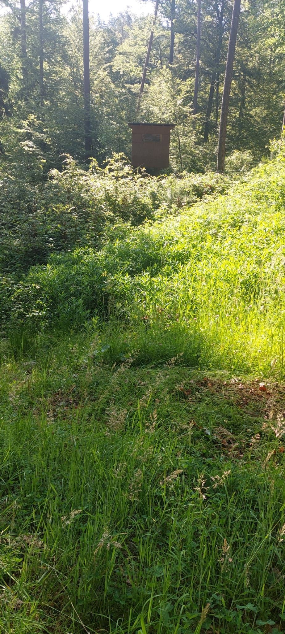 Vorher Nachher Hochsitz links1 (2).jpg © Alfred Gucher Vorher Nachher Hochsitz links1 (2).jpg © Alfred Gucher