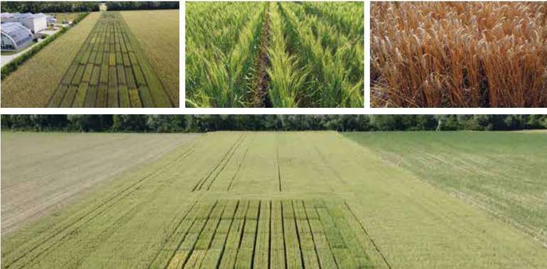 Bioherbstanbau.jpg © LK Niederösterreich Bioherbstanbau.jpg © LK Niederösterreich