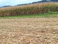 Mais Bodenbedeckung 20191003_093932 © Petritz