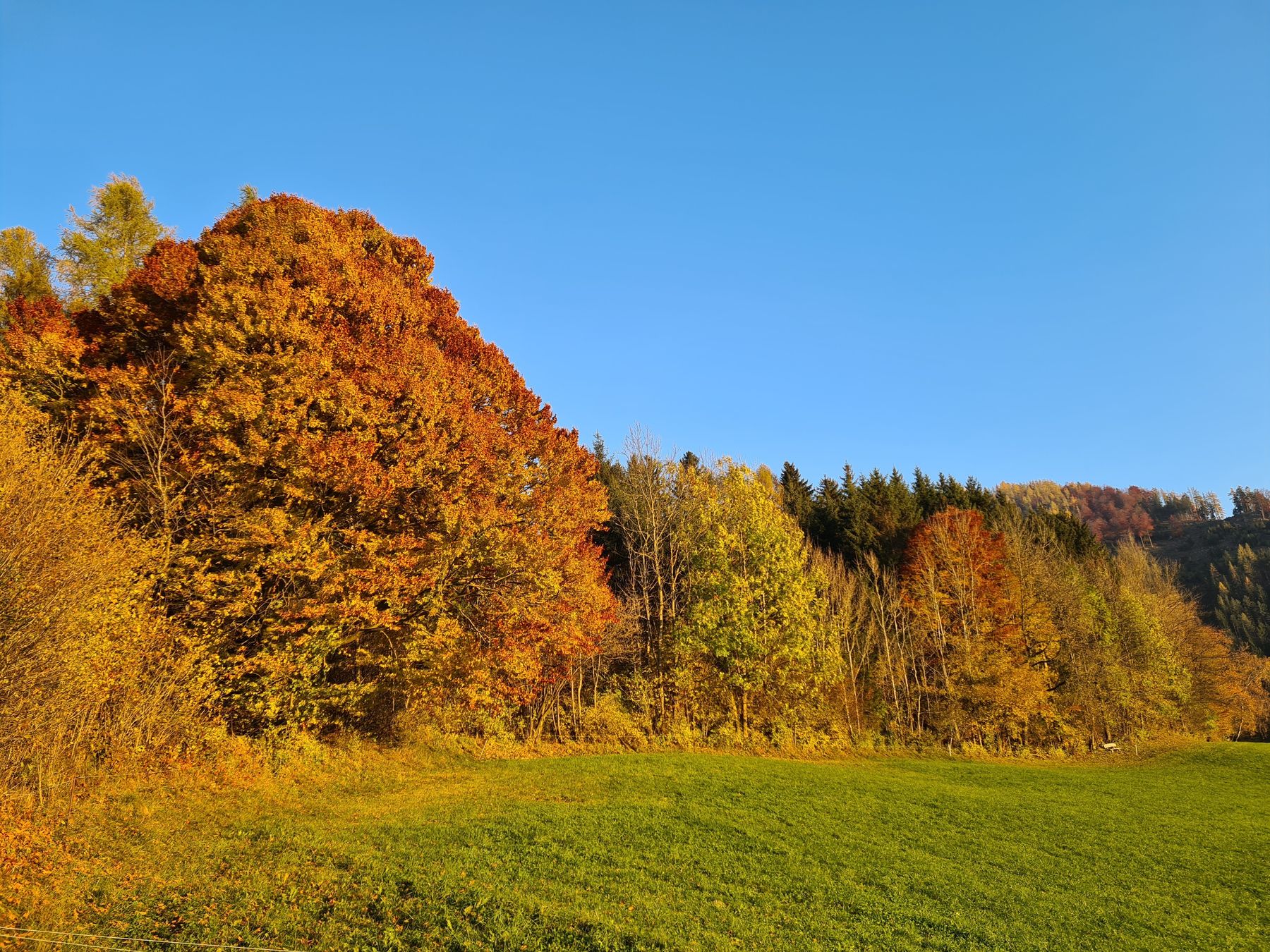 Herbst Hofbauer.jpg