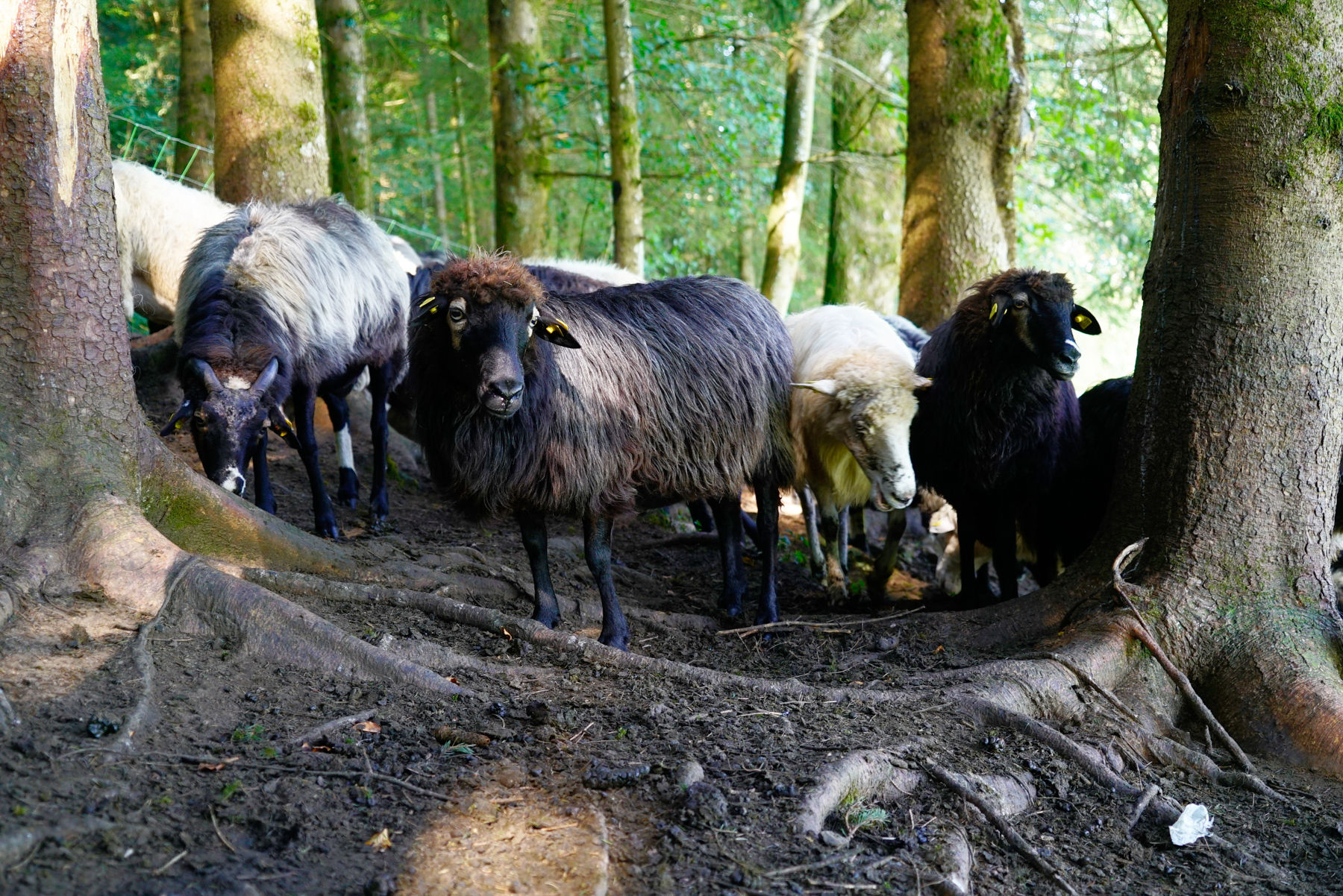 Eine wollige Alternative zum Milchvieh: Ulmhof in St. Lorenz.jpg © Kronreif Eine wollige Alternative zum Milchvieh: Ulmhof in St. Lorenz.jpg © Kronreif