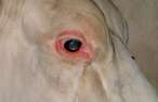 Blauzunge (8).jpg © Dr. Holsteg, Rindergesundheitsdienst