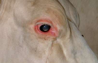 Blauzunge (8).jpg © Dr. Holsteg, Rindergesundheitsdienst Blauzunge (8).jpg © Dr. Holsteg, Rindergesundheitsdienst